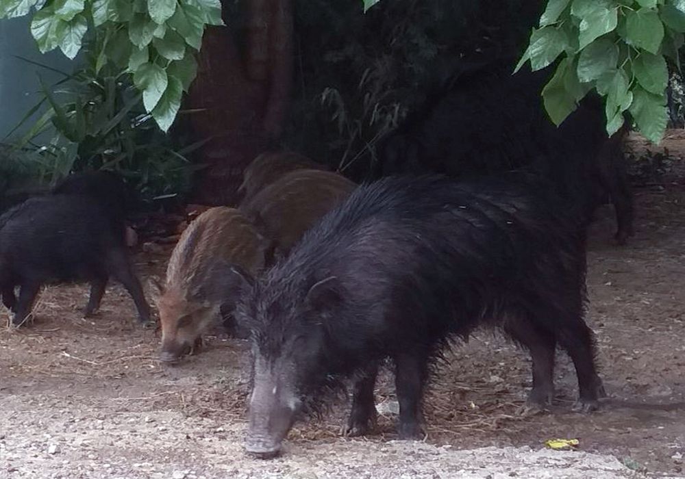 Σ. Δανιηλίδης: Κινδυνεύουμε να θρηνήσουμε θύματα λόγω… αγριογούρουνων