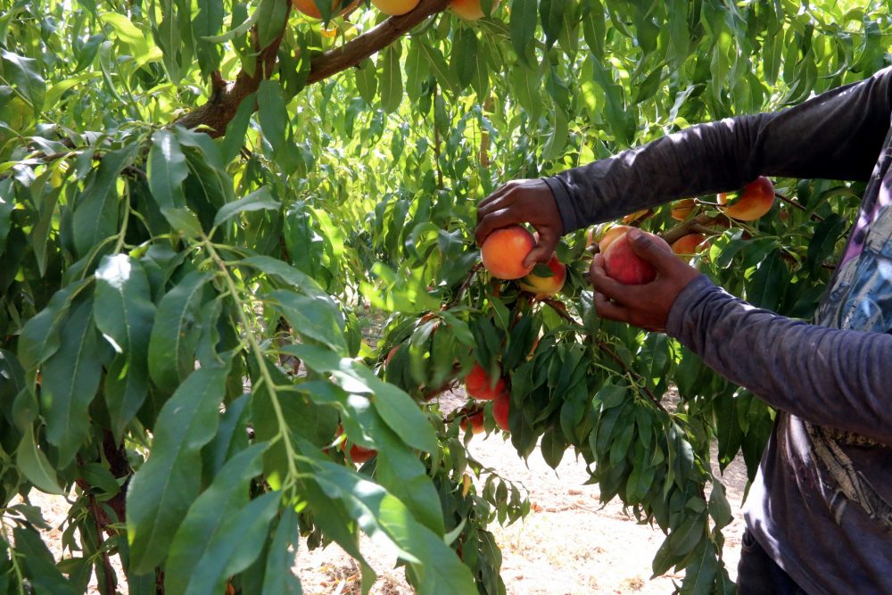 Εργάτες με το «σταγονόμετρο» στα χωράφια της Βόρειας Ελλάδας