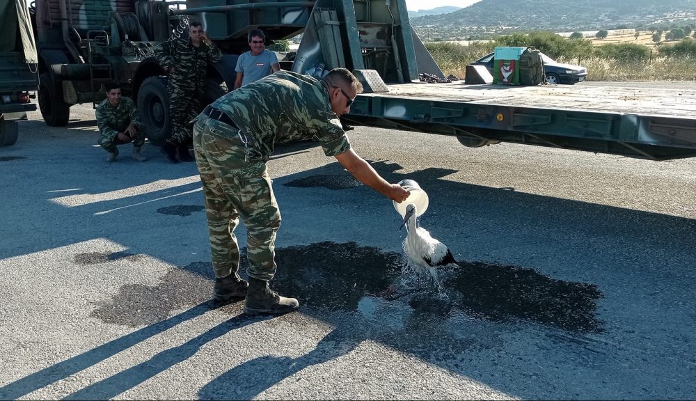 Λέσβος: Στρατιωτικός διέσωσε πελαργό από την πυρκαγιά