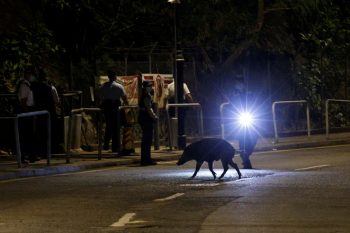 Ισπανία: Στη θανάτωση των αγριόχοιρων που περιφέρονται σε δρόμους και πάρκα προχωρούν οι αρχές της Βαρκελώνης