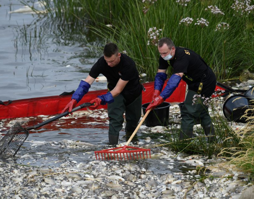Πολωνία: Μεγαλή οικολογική καταστροφή – Τους 100 τόνους φτάνουν τα νεκρά ψάρια στον ποταμό Όντερ
