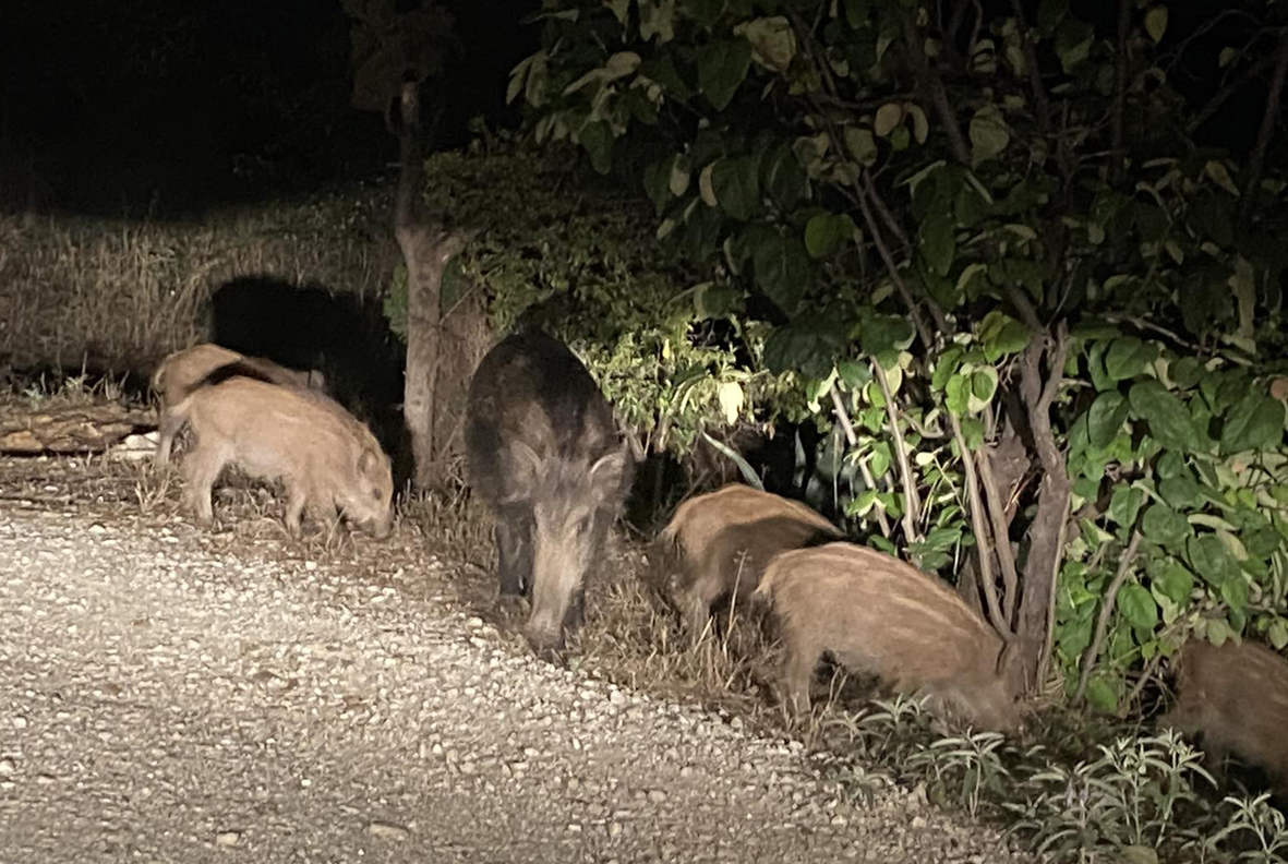 Σ. Δανιηλίδης: Θα θρηνήσουμε θύματα από τη μαζική επανεμφάνιση αγριογούρουνων