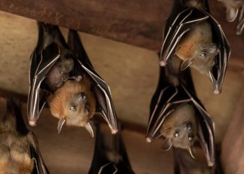 Νέος κορονοϊός απειλεί να μολύνει τον άνθρωπο – Ο ιός βρέθηκε σε νυχτερίδες στη Βρετανία