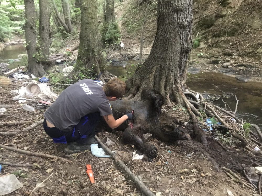 Φλώρινα: Νεκρές τρεις αρκούδες από πυροβόλο όπλο – Η μία ακόμη θήλαζε τα μικρά της