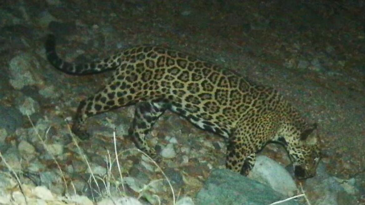 Το διάσημο τζάγκουαρ της Αριζόνα εντοπίστηκε στο Μεξικό