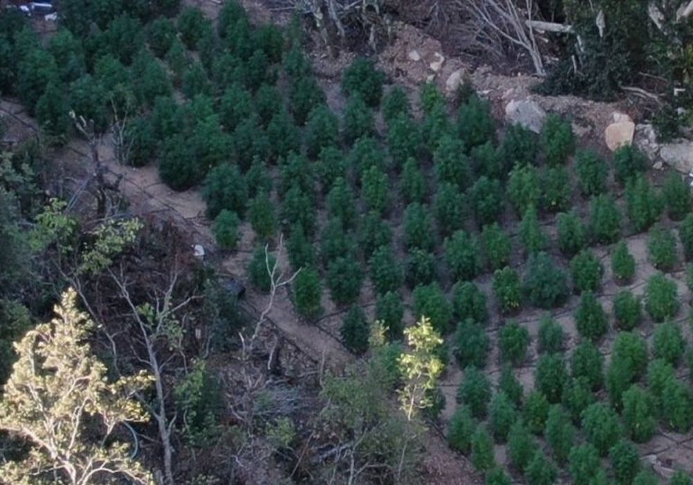 Χαλκιδική: Εντοπίστηκε φυτεία με δενδρύλλια κάνναβης σε ορεινή περιοχή
