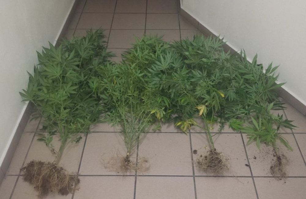 Ιωάννινα: Καφενείο οπλοστάσιο και χασισοφυτεία στην περιοχή της Κράψης