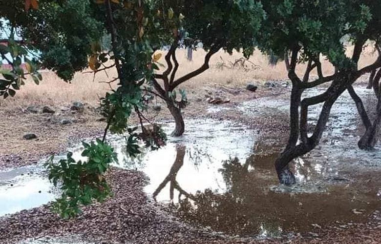 Xίος: Καταστροφές στα μαστιχοχώρια από τη βροχή