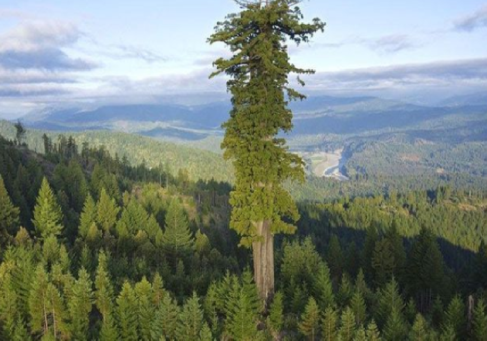 Απαγορεύτηκε η πρόσβαση στο ψηλότερο δέντρο στον κόσμο