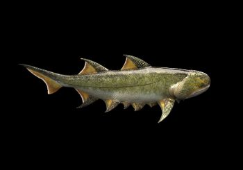 Τα «σαγόνια του καρχαρία» (πρίκουελ): Ανακαλύφθηκε απολίθωμα κινεζικού ψαριού 439 εκατ. ετών (Video)