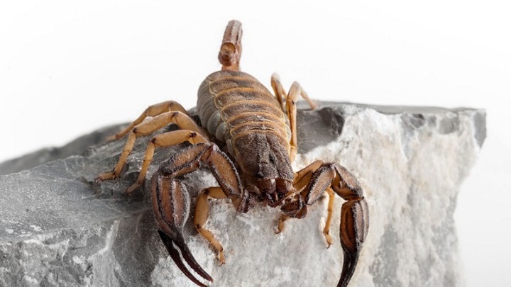 Δύο νέα είδη σκορπιών ανακαλύφθηκαν στην Ελλάδα