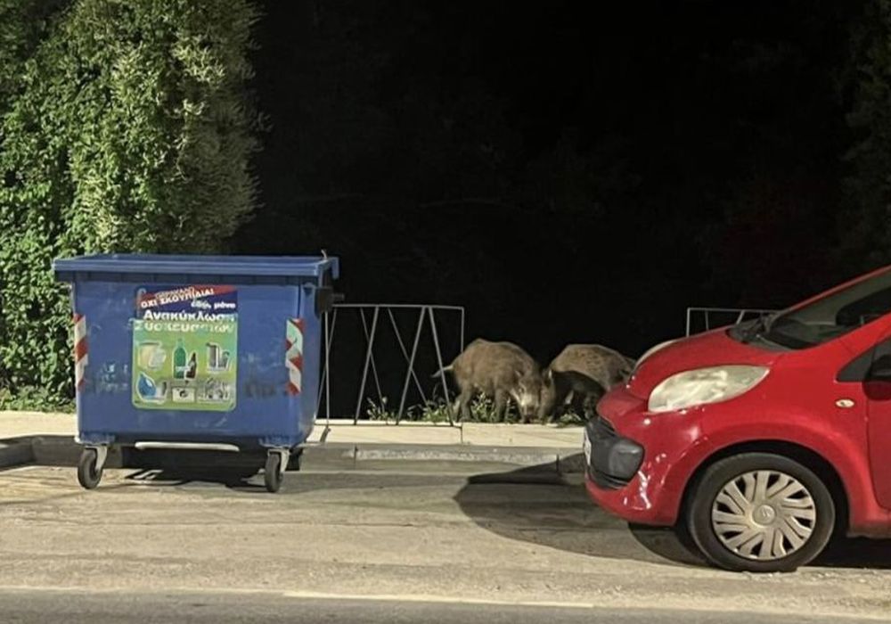 Τα χρειάστηκε με τα… αγριογούρουνα