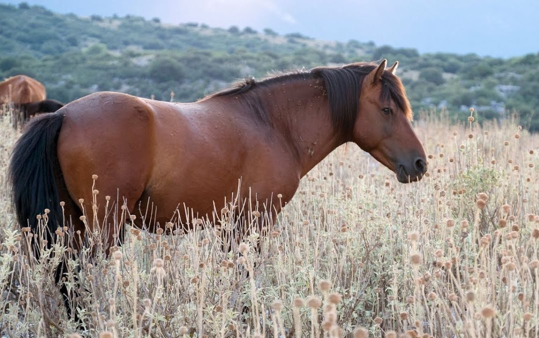 Προχωράει το θέμα για τα ιπποειδή