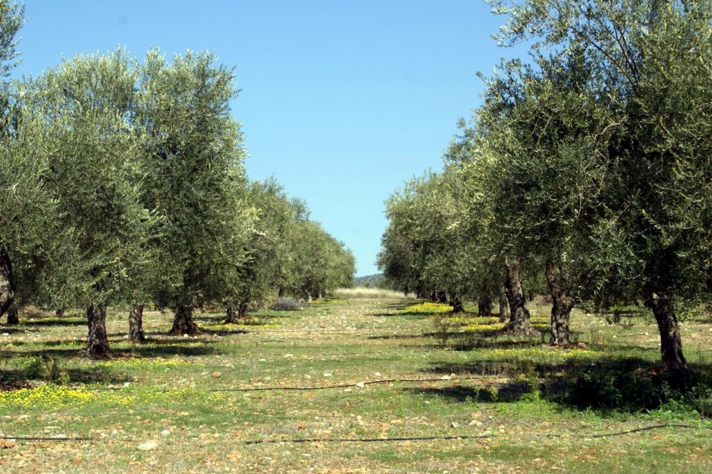Οι ιστορικοί δεσμοί της Χαλκιδικής με την ελιά