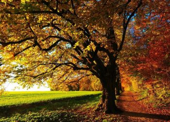 Φθινοπωρινη ισημερία: Αρχίζει και τυπικά το φθινόπωρο την Παρασκευή