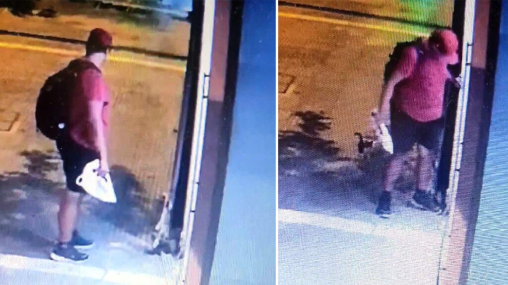 Θεσσαλονίκη- Εκπρόσωπος φιλοζωικής: «Γνωστός στις Αρχές ο άνδρας που σκότωσε το γατάκι»