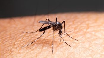 Τα κουνούπια πληθαίνουν λόγω κλιματικής κρίσης – Δάγκειος πυρετός και ελονοσία απειλούν την Ευρώπη