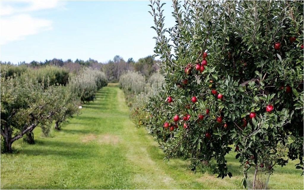 Ταμείο Ανάκαμψης: Από 20 Οκτωβρίου οι αιτήσεις για Αναδιάρθρωση Καλλιεργειών