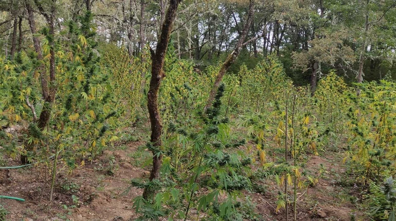 Κοζάνη: Οργανωμένη χασισοφυτεία στο Βόιο