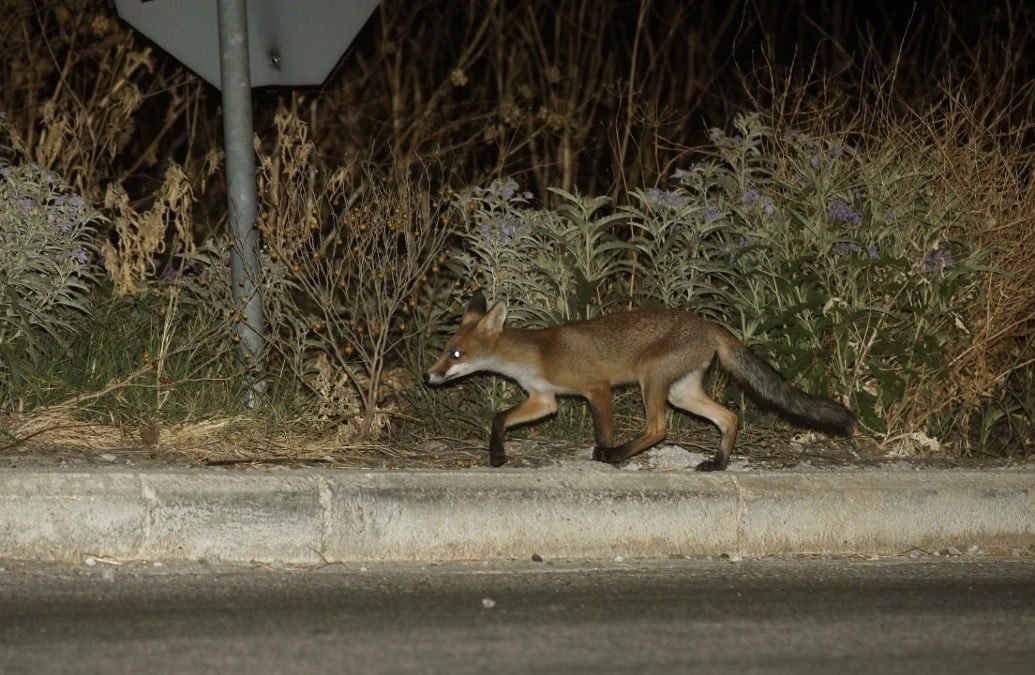 Καστοριά: Άγνωστοι ακρωτηρίασαν νεαρή αλεπού