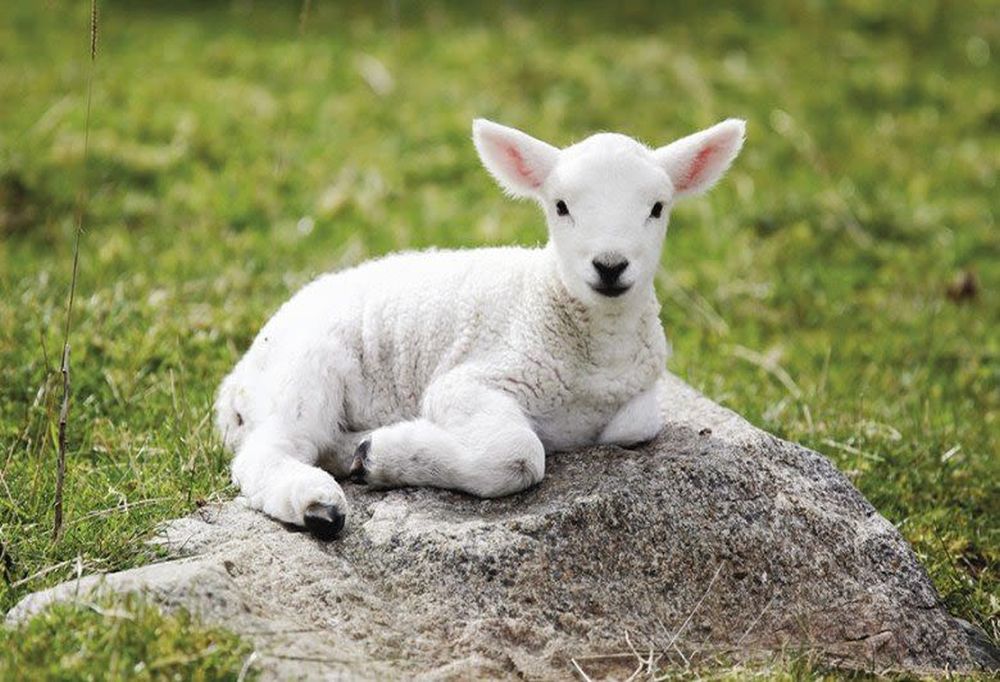Το αρνάκι Λήμνου προϊόν προστατευόμενης γεωγραφικής ένδειξης