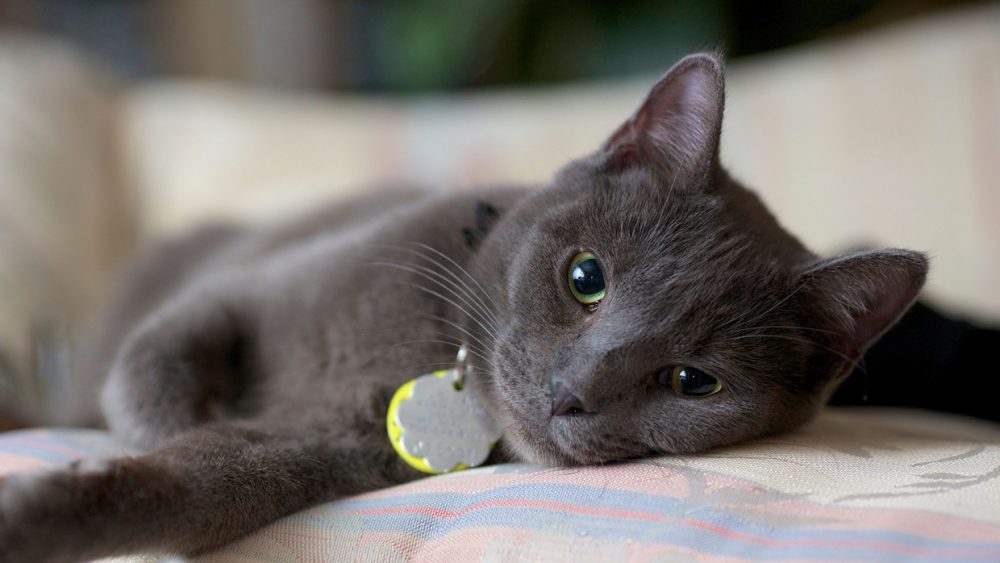 Μελέτη: Οι γάτες μπορούν να διακρίνουν αν το «αφεντικό» τους μιλάει σε αυτές ή σε άλλον άνθρωπο