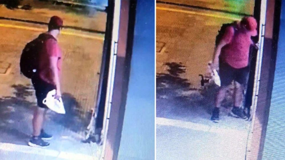 Δικηγόρος ο κατηγορούμενος για το θάνατο του γατιού