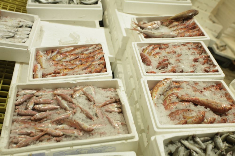 Θεσσαλονίκη: Εκατοντάδες κιλά ψάρια κατασχέθηκαν στην ιχθυόσκαλα της Ν. Μηχανιώνας