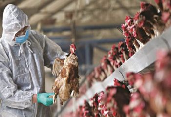 ΠΟΥ: H μετάδοση της γρίπης των πτηνών σε ανθρώπους αποτελεί πηγή«μεγάλης ανησυχίας»