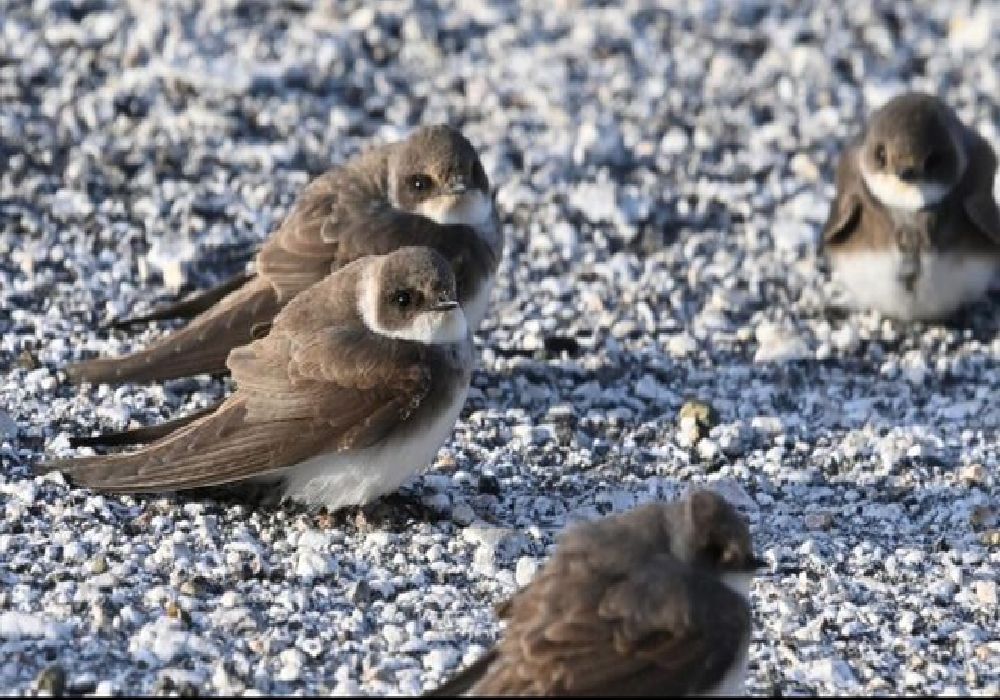 Μυτιλήνη: Επανήλθαν οι ορνιθοπαρατηρητές στη Λέσβο