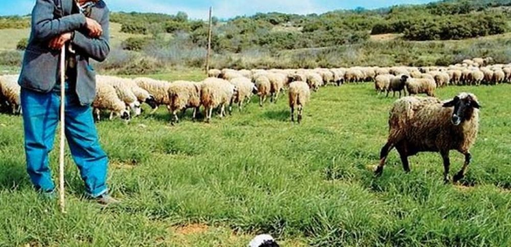 ΥπΑΑΤ: Παρατείνεται η προθεσμία υποβολής αιτήσεων ενίσχυσης κτηνοτρόφων για τις ζωοτροφές