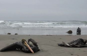 Γρίπη των πτηνών: Εκατοντάδες χιλιάδες θαλασσοπούλια νεκρά στο Περού