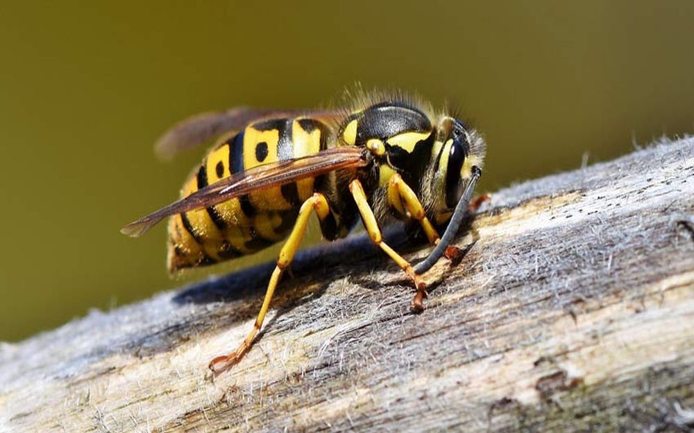 Οι αρσενικές σφήκες μπορούν να τσιμπήσουν τον «εχθρό» με τα γεννητικά τους όργανα