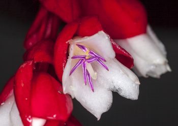 Tagimoucia: Ένα από τα πιο σπάνια λουλούδια στον κόσμο!