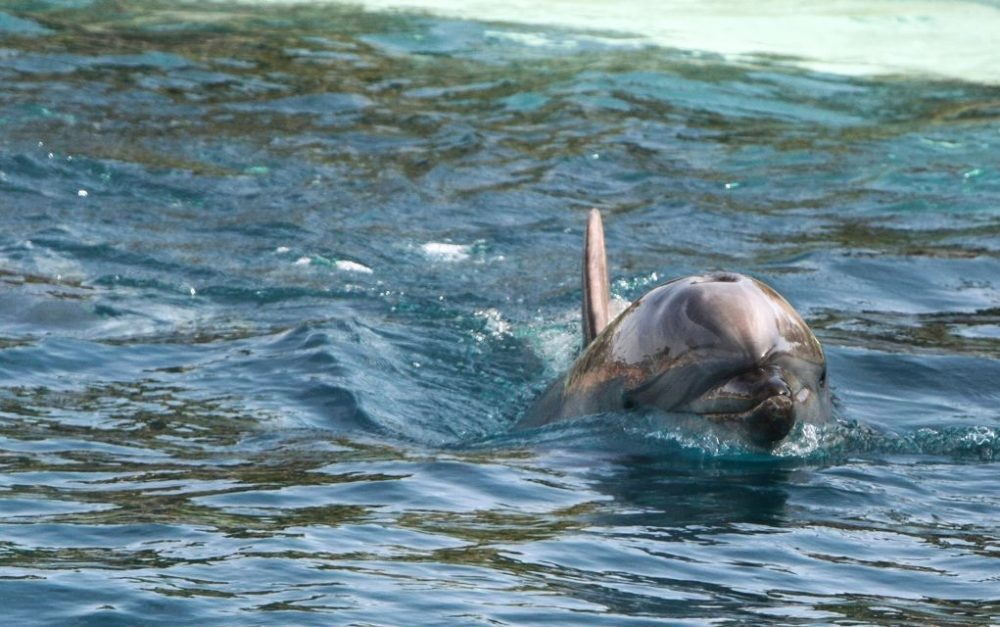 Δελφίνι δυο μέτρων ξεβράστηκε σε παραλία της Καβάλας
