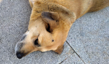 Θεσσαλονίκη: Σκυλάκια ζούσαν σε άθλιες συνθήκες – Πέθανε το ένα