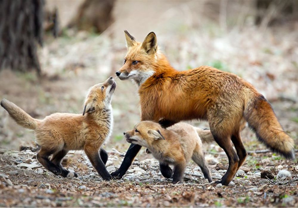 Περιβαλλοντικό έγκλημα η χρήση δηλητηριασμένων δολωμάτων