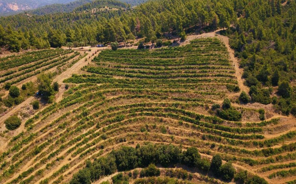 Χαλκιδική: Αναγεννάται ο μεγαλύτερος βιολογικός αμπελώνας της Ελλάδας και μπαίνει σε νέα εποχή