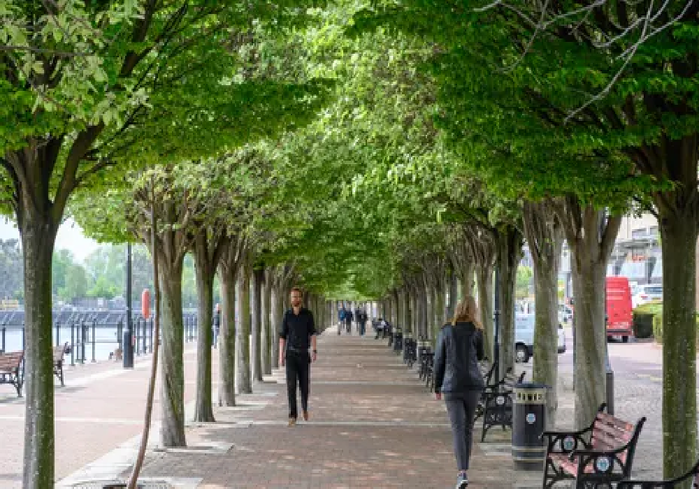 Μελέτη: Τα δέντρα στις πόλεις σώζουν ζωές