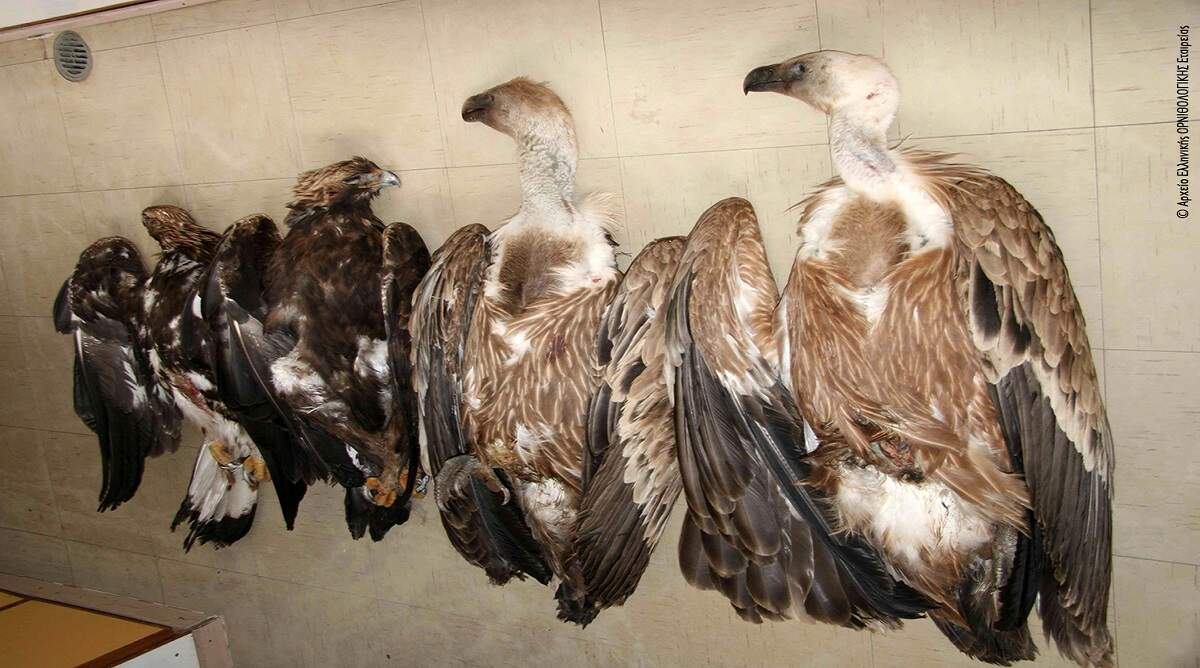 Εθνική Ημέρα Δράσης κατά των δηλητηριασμένων δολωμάτων: Οι περιβαλλοντικές οργανώσεις για την 22α Φεβρουαρίου