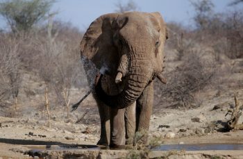 Ελέφαντες μεταναστεύουν μαζικά λόγω του θερμικού στρες από την κλιματική αλλαγή (Video)