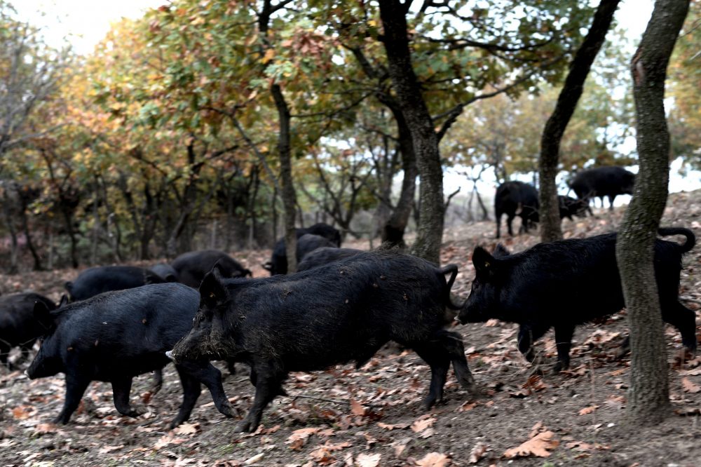 Οι χοίροι που μεγαλώνουν με το… «υγρό χρυσάφι» της Μεσογείου (ΦΩΤΟ)