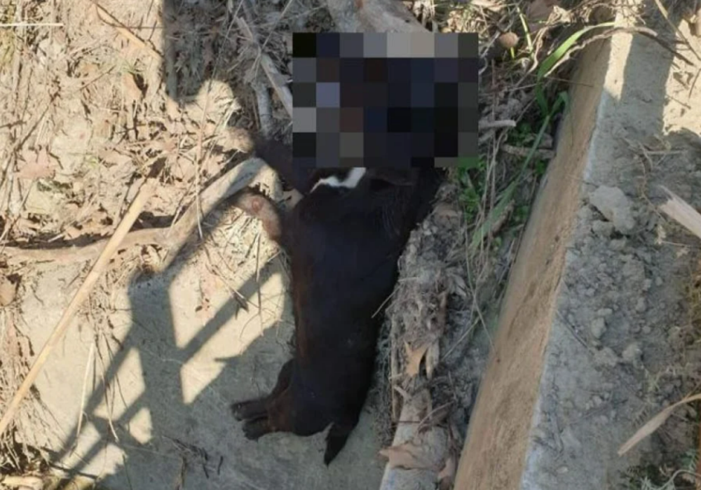 Φρίκη στην Ηλεία: Έδεσαν σκυλί σε γέφυρα και το έπνιξαν βασανιστικά