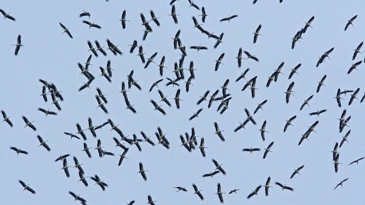 Βουλγαρία: Η Εθνική Ολυμπιάδα Ορνιθολογίας θα πραγματοποιηθεί την Παγκόσμια Ημέρα Πτηνών