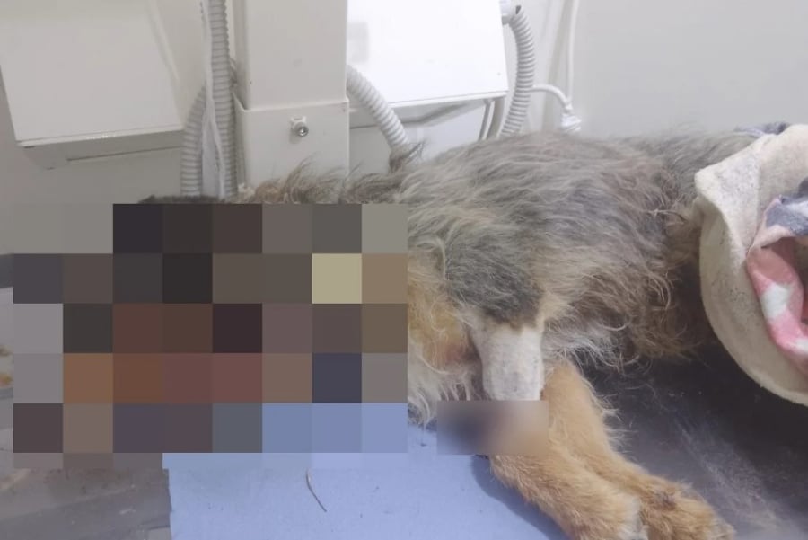 Κτηνωδία στις Σέρρες: Νεκρός αδέσποτος σκύλος από πυρά αεροβόλου