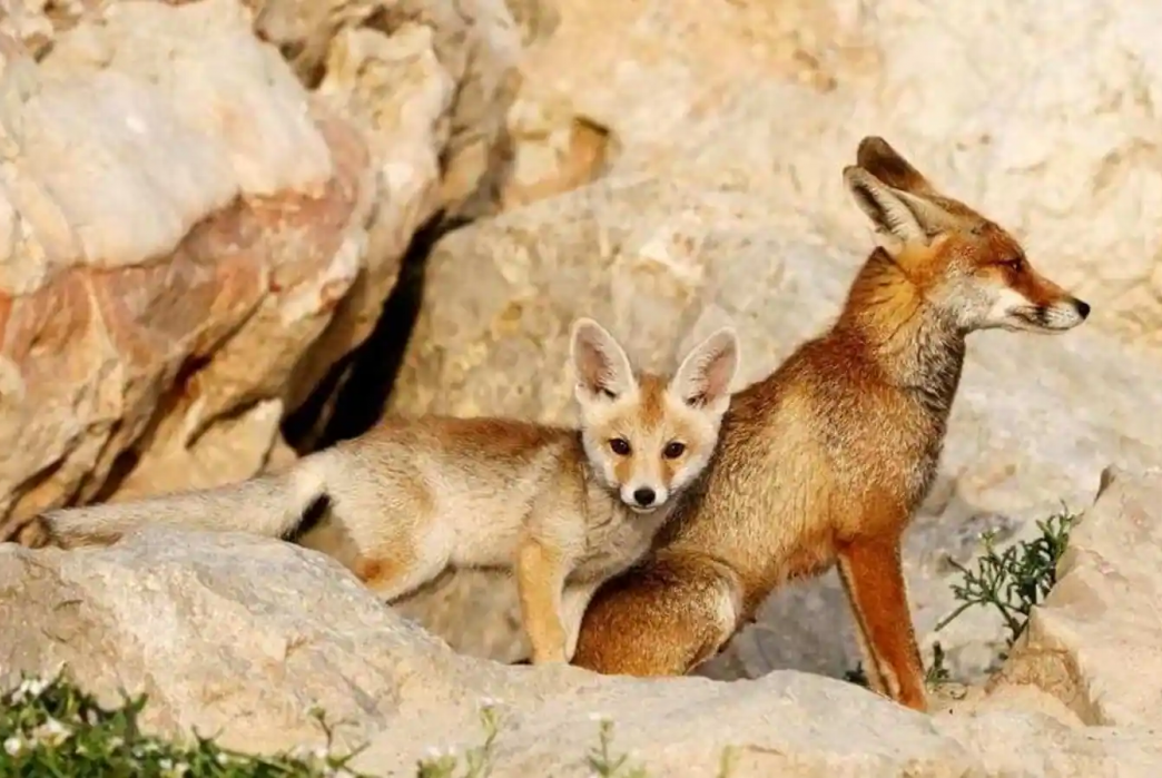 ΠΟΥ: «Καμπανάκι» για τη γρίπη των πτηνών