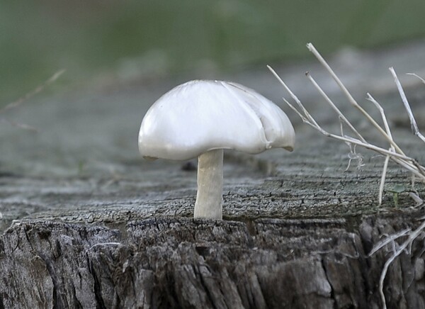 Μεγάλη γιορτή των Μανιταρόφιλων στη Λίμνη Πλαστήρα