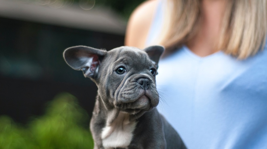 Το Γαλλικό Μπουλντόγκ εκθρόνισε το Λαμπραντόρ Ριτρίβερ από την κορυφή της λίστας με τα δημοφιλέστερα σκυλιά