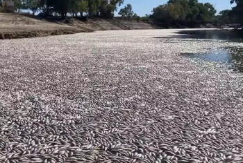 Αυστραλία: Εκατομμύρια νεκρά ψάρια σε ποταμό (Video)