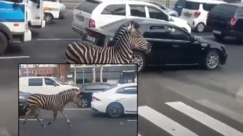 Σεούλ: Ζέβρα το έσκασε από ζωολογικό κήπο και αποφάσισε να κάνει μία βόλτα στην πόλη (VIDEO)
